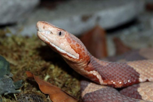 Mednogol schitamior - mali plut i zločinac među otrovnim zmijama sjeverne amerike Mednogol schitamior - mali plut i zločinac među otrovnim zmijama sjeverne amerike